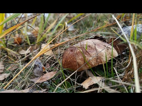 Видео: 23 жовтня 2025р.😍♥️🤗