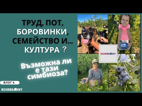 Видео: Къртовски труд, боровинки, семейство и.. култура? Симбиоза или не? | Влог 4 | Roseberry Farm