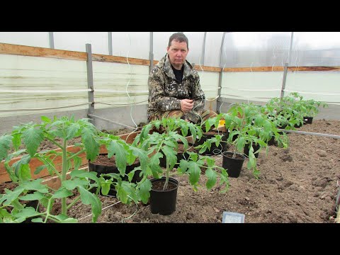 Видео: Томаты в рукавах - ранняя высадка