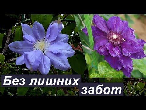 Видео: Клематисы второй группы обрезки: не сохраняю плети. Продолжение