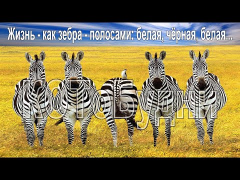 Видео: Жизнь, как зебра: белая-чёрная-белая-... оппа - ж...жизнь такова или КОТоБудни начала октября