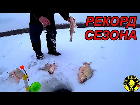 Видео: ЛЕЩ НАЙДЕН, РЕКОРД ПОБИТ, ЧЕТЫРЕ ШТУКИ С КОМБАЙНА! ЗИМНЯЯ РЫБАЛКА НА КОМБАЙНЫ 2023.