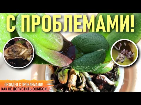 Видео: ❗️НОВЫЕ ОРХИДЕИ С ПРОБЛЕМАМИ: ГНИЛЫЕ КОРНИ, ВОЛДЫРИ  И ТРЕЩИНЫ НА ЛИСТЬЯХ, НОГОХВОСТКИ И ТРИПСЫ❗️