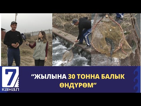 Видео: БАЛЫК БАГУУНУН СЫРЛАРЫ. “ЖЫЛЫНА 30 ТОННА БАЛЫК ӨНДҮРӨМ”