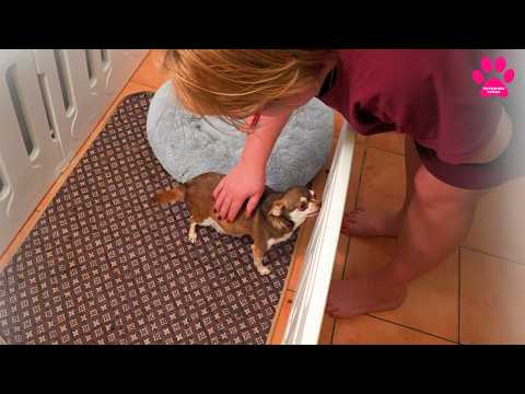 Видео: То, чего мы боялись! Возможно, мы потеряем ВСЕХ щенков. Всё совсем не так как! Роды у чихуахуа Хаси.
