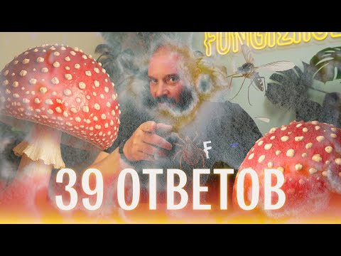 Видео: Мухомор, чага, фунготерапия, плесень. Отвечаю на ваши вопросы о грибах. Михаил Вишневский