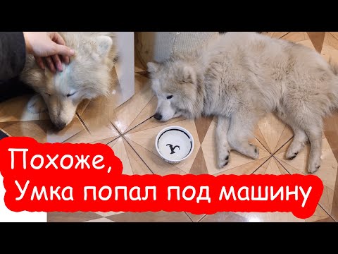 Видео: VLOG Да что ж такое...