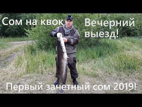 Видео: Сом на квок /вечерний выезд / первый зачетный сом 2019!