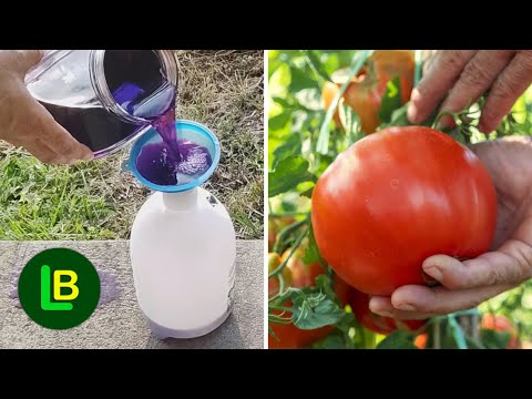 Видео: Немедленно остановите фитофтороз и мучнистую росу этим дешевым средством