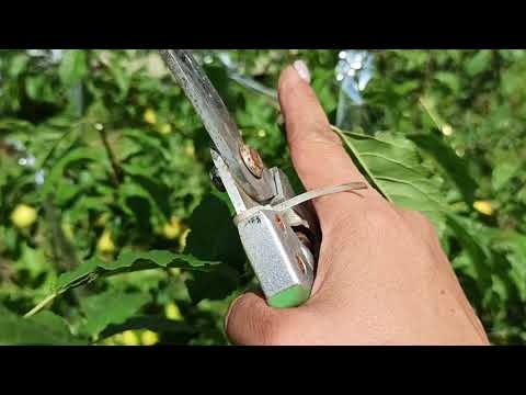 Видео: Алыча в форме куста  Летняя обрезка