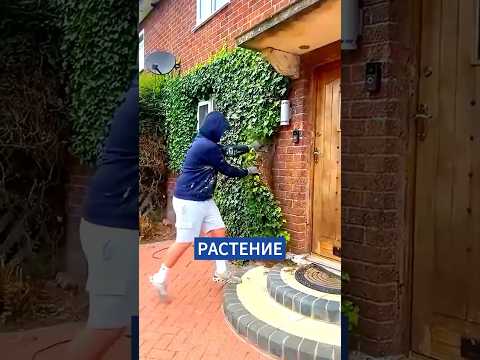 Видео: Красота, которая пожирает дома!