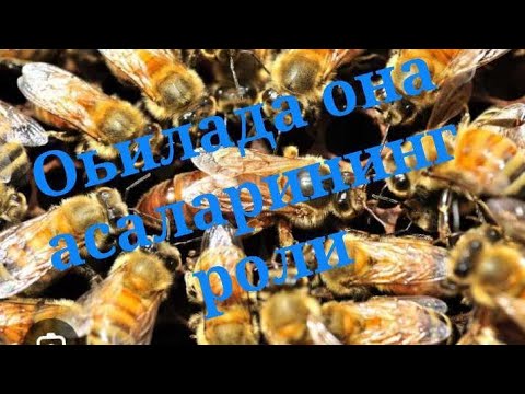 Видео: ОЪИЛАДА ОНА АСАЛАРИНИНГ РОЛИ