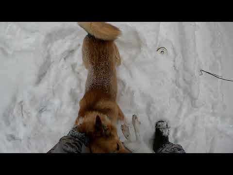 Видео: Охота на зайца. 23 февраля. Редкий случай на охоте. Добыл двух зайцев.