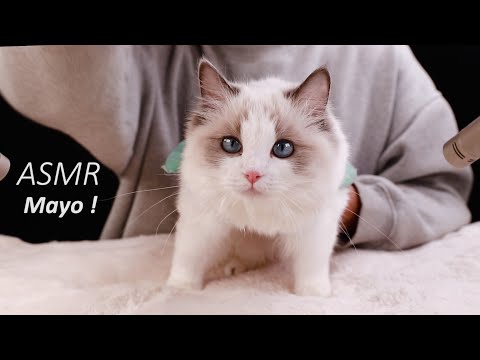 Видео: Genius Cat делает ASMR🐈 Вы влюбляетесь в Cat!