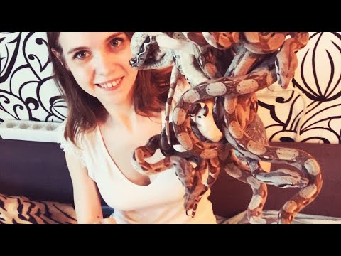 Видео: Разведение императорских удавов