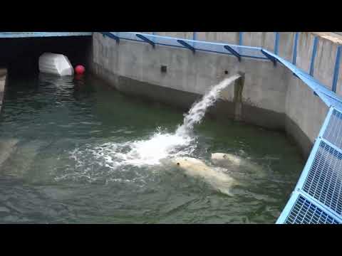 Видео: Три медведя дружно нырнули под водопад. 05.08.2024