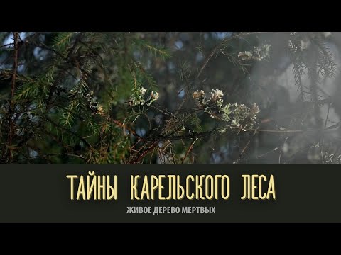 Видео: ЖИВОЕ ДЕРЕВО МЕРТВЫХ | Тайны карельского леса