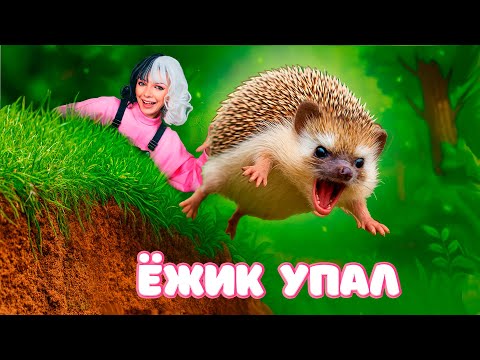 Видео: ЕЖИК УПАЛ в ЯМУ на ПРОГУЛКЕ 😱! Как НЕ надо ГУЛЯТЬ с Домашним ЕЖИКОМ