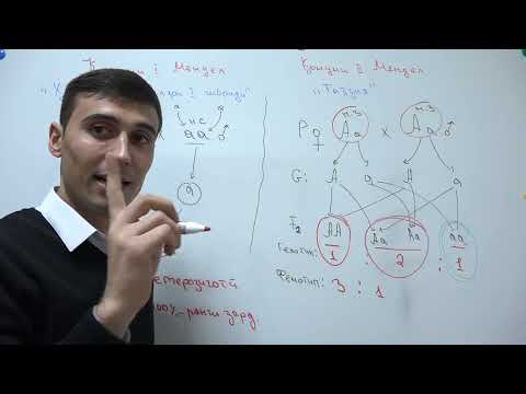 Видео: ГЕНЕТИКА КИСМИ 2