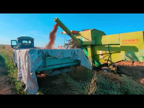 Видео: День жнив 🌾пшениці 🚜 Реальне фермерське життя Class Cosmos🤠💪🏻