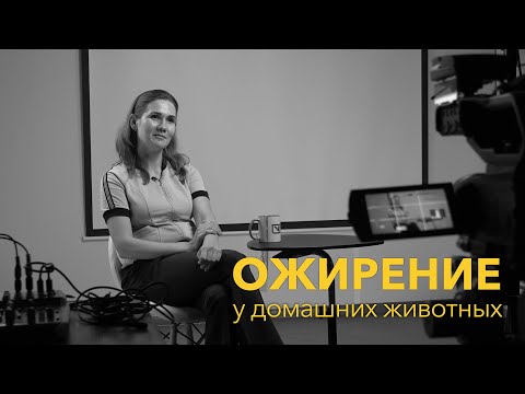 Видео: Ожирение у домашних животных