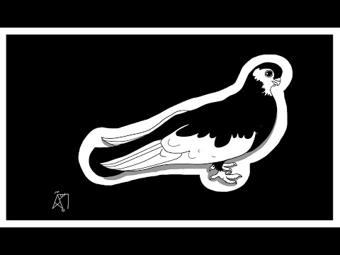 Видео: Разведение короткоклювых турманов. Как идут дела. Июнь 2022