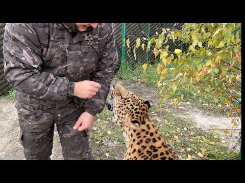 Видео: Зашел к Леопарду ,а  Он хотел меня укусить !!