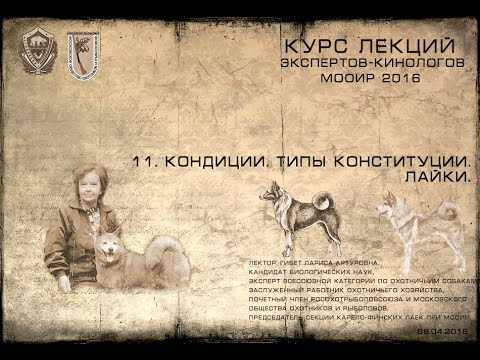 Видео: Лекция 11. Кондиции. Типы конституции. Лайки. (Курсы экспертов-кинологов МООиР 2016)