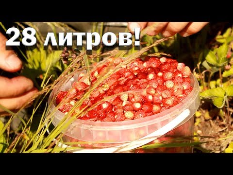 Видео: Столько земляники я не видел никогда!