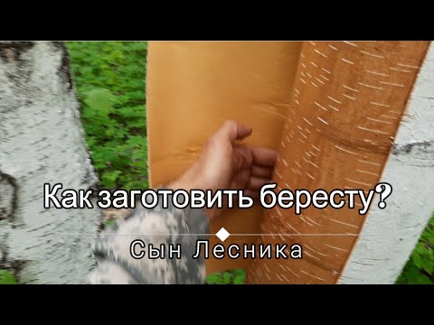 Видео: Как заготовить бересту?