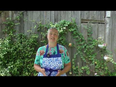 Видео: Чем болеет виноград? Основные болезни и методы лечения