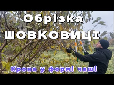 Видео: Обрізка ШОКОВИЦІ. Головні принципи.