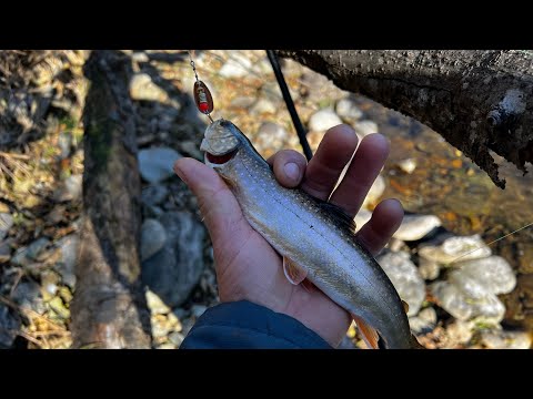 Видео: Бурливая -Светлая. Рыбалка с обочины #tunergarage #tlc80 #кукурузка 