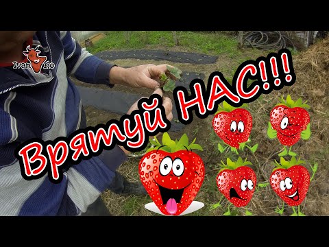 Видео: 🍓Пересаджую (рятую) полуницю.🍓 ☝#ІванКо,#IvanKo,#ІванКомпані,#Ivan&Kompany,#Iван&Компанія