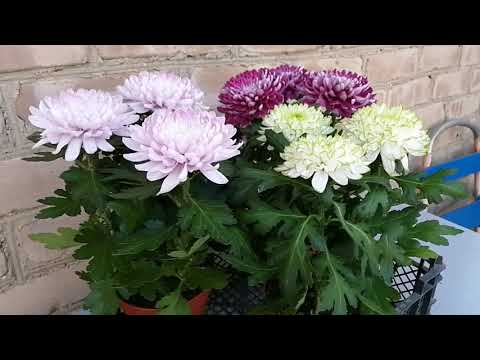 Видео: Горшечная хризантема - в саду !