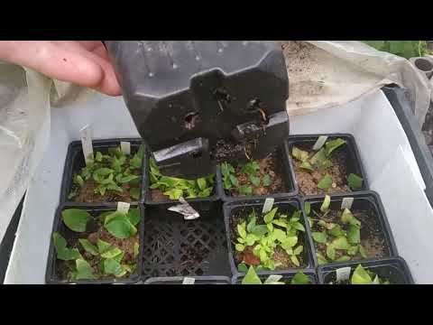 Видео: мобильный череночник ( усовершенствованная версия).