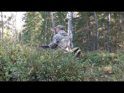 Видео: Охота на рябчика | Засуха в тайге | Сентябрь 2024