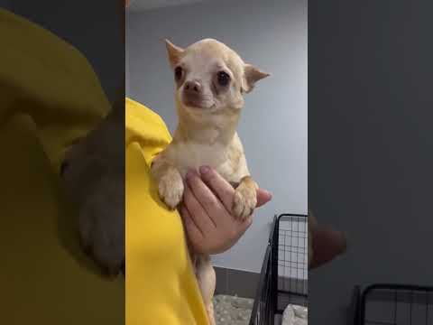 Видео: 8 уникальных историй в Домике мелкашей