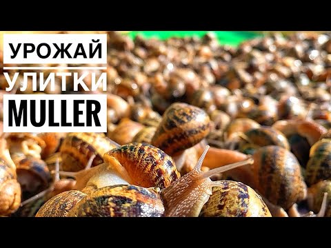 Видео: Основной сбор урожая улитки Muller 2024 года🐌 Как собирать и Где мыть? Бизнес на улитках