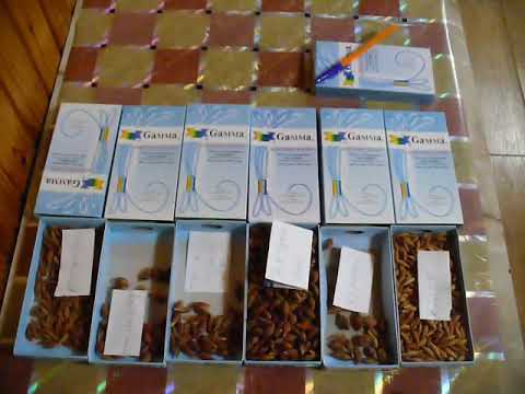 Видео: ЗИЗИФУС из СЕМЯН как ВЫРАСТИТЬ.