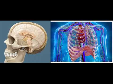 Видео: Костная ткань  Гистология