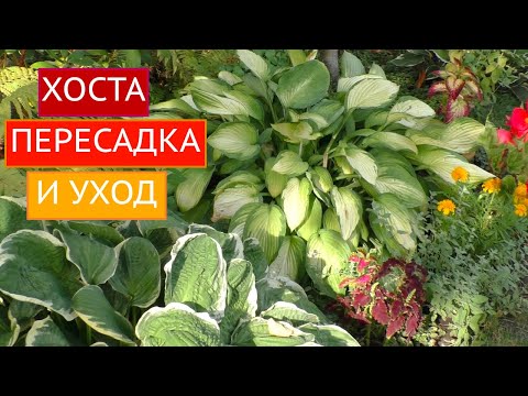 Видео: ХОСТА: ТОНКОСТИ ПЕРЕСАДКИ И СЕКРЕТЫ УХОДА!!