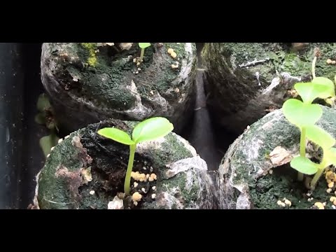 Видео: Бархат амурский и Эводия Даниэля, когда ждать всходов.