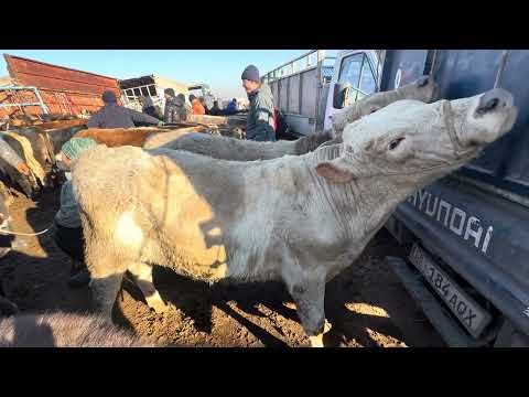 Видео: Торпоктор музоо бука кунажындар сокулук мал базары