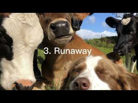 Видео: ☀️Песни для ведьмочек, травниц, фей🌿🍄