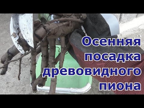 Видео: Посадка древовидного пиона осенью с ОКС в грунт способом "в грязь". Обработка пиона после пересылки