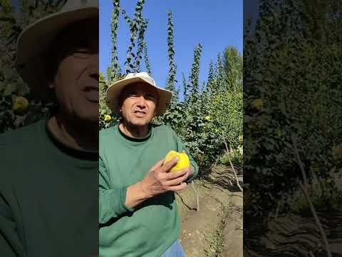 Видео: Бехи мевасини узиш, саклаш, сотиш ва истеъмол килиш хакида.