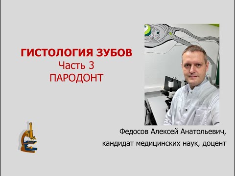 Видео: ГИСТОЛОГИЯ ЗУБОВ. Ч. 3 (ПАРОДОНТ)