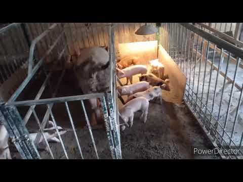 Видео: //Чем кормлю лактующую свиноматку с поросятами// рацион для свиноматки