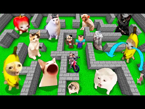 Видео: Выживание с забавными мемными животными в Майнкрафте! Кошки | Собаки | Обезьяна и другие питомцы:...